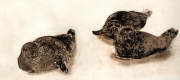 deer_island_seals