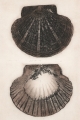 scallop