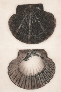 Scallop