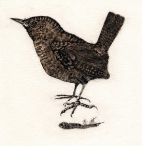 Wren