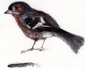 chaffinch_2008