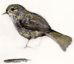 chiffchaff